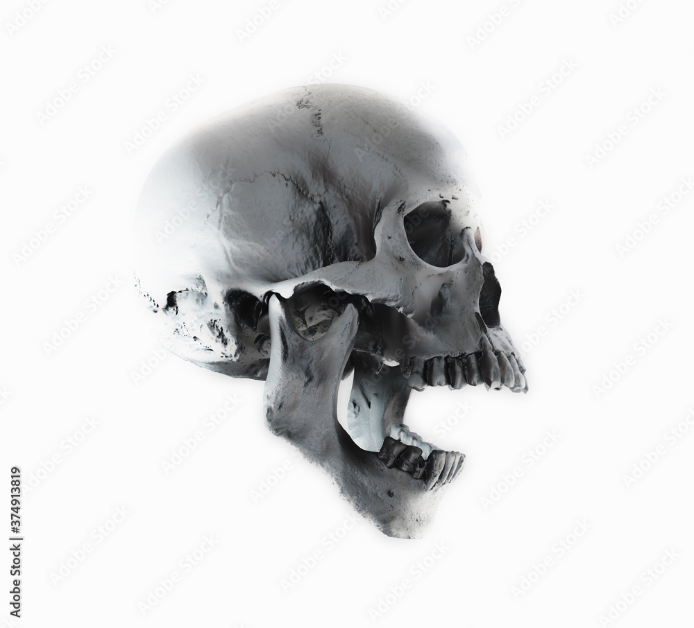 Obraz premium Human skull in profile on a white background. Print, material for design. T-shirt, wallpaper and background concept. The concept of death, horror. Spooky Halloween symbol. 3d render illustration.