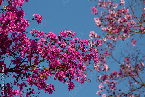 Punhado de pequenas flores cor-de-rosa com c  u azul ao fundo.