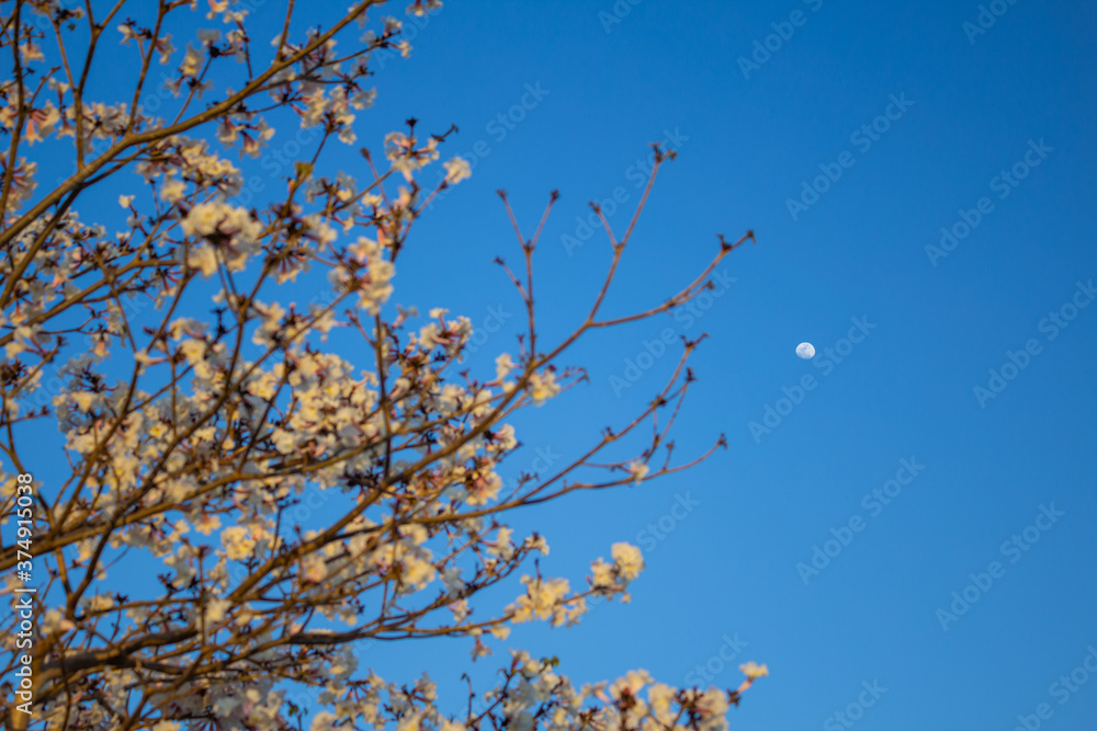 Galhos de ipê branco carregado de flores com céu azul e lua ao fundo. Galhos de ipê branco carregado de flores com céu azul e lua ao fundo.