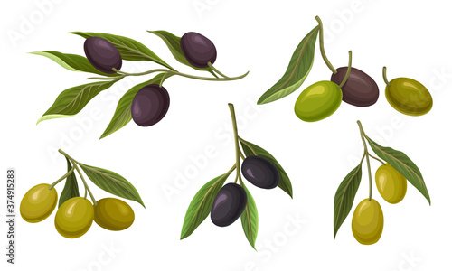 Wallpaper Mural Branches of Green and Black Olives Vector Set Torontodigital.ca