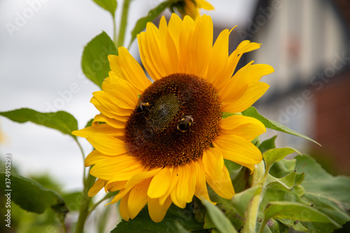 Two bees collecting pollen on a sunflower head