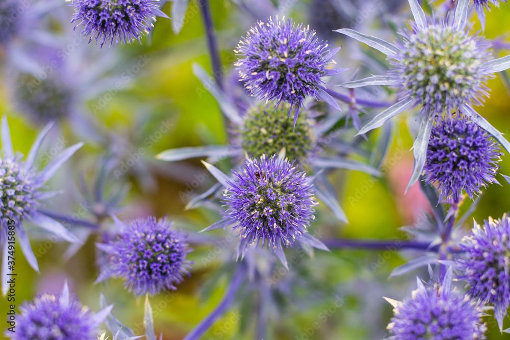 Fototapeta premium Echinops blooming in the garden, beautiful purple flower