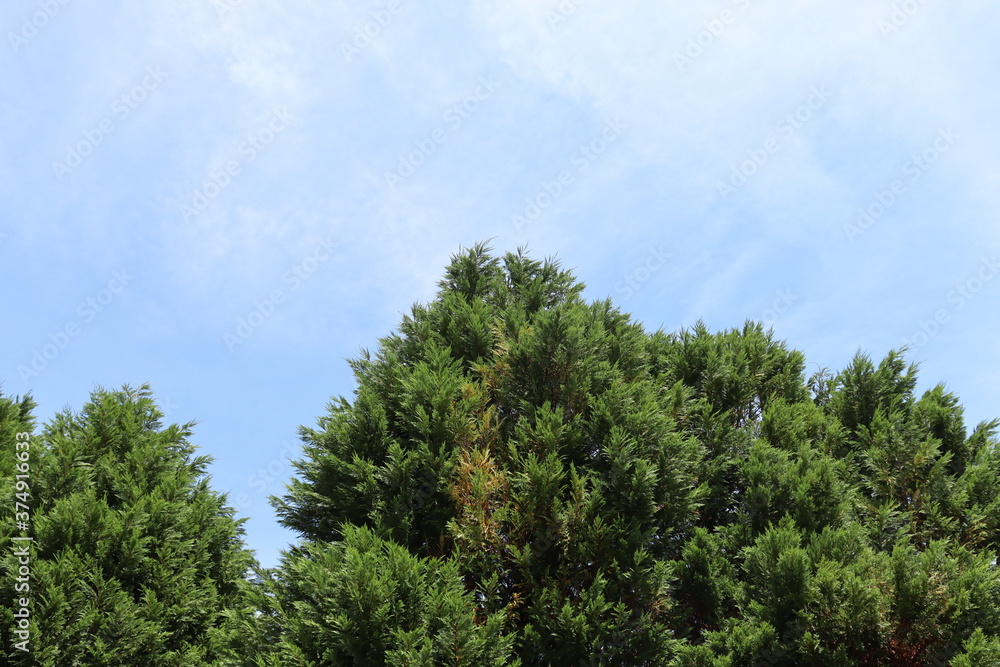 木と空のコラボレーション