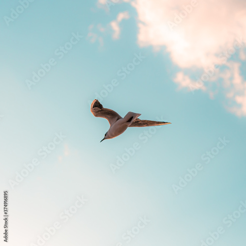 seagull in flight
