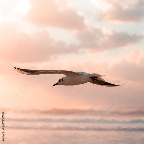 seagull in the sky