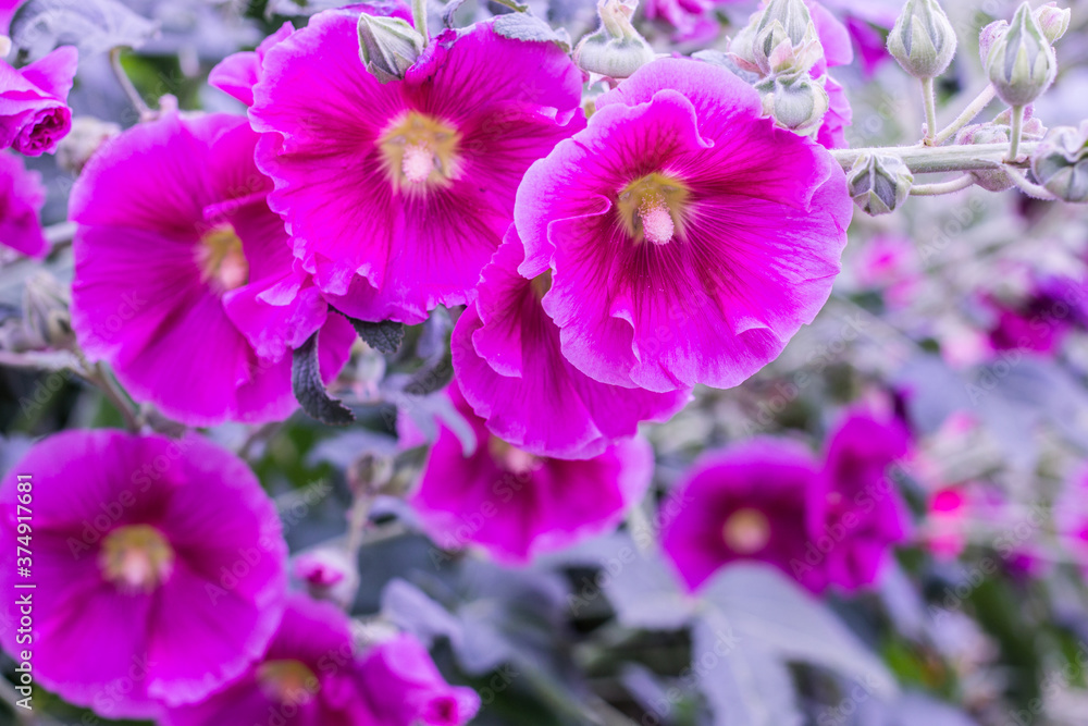 Violet Alcea rosea blooming in the Botanical garden. Beautiful flowers. Violet Alcea rosea blooming in the Botanical garden. Beautiful flowers.