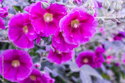 Violet Alcea rosea blooming in the Botanical garden. Beautiful flowers.