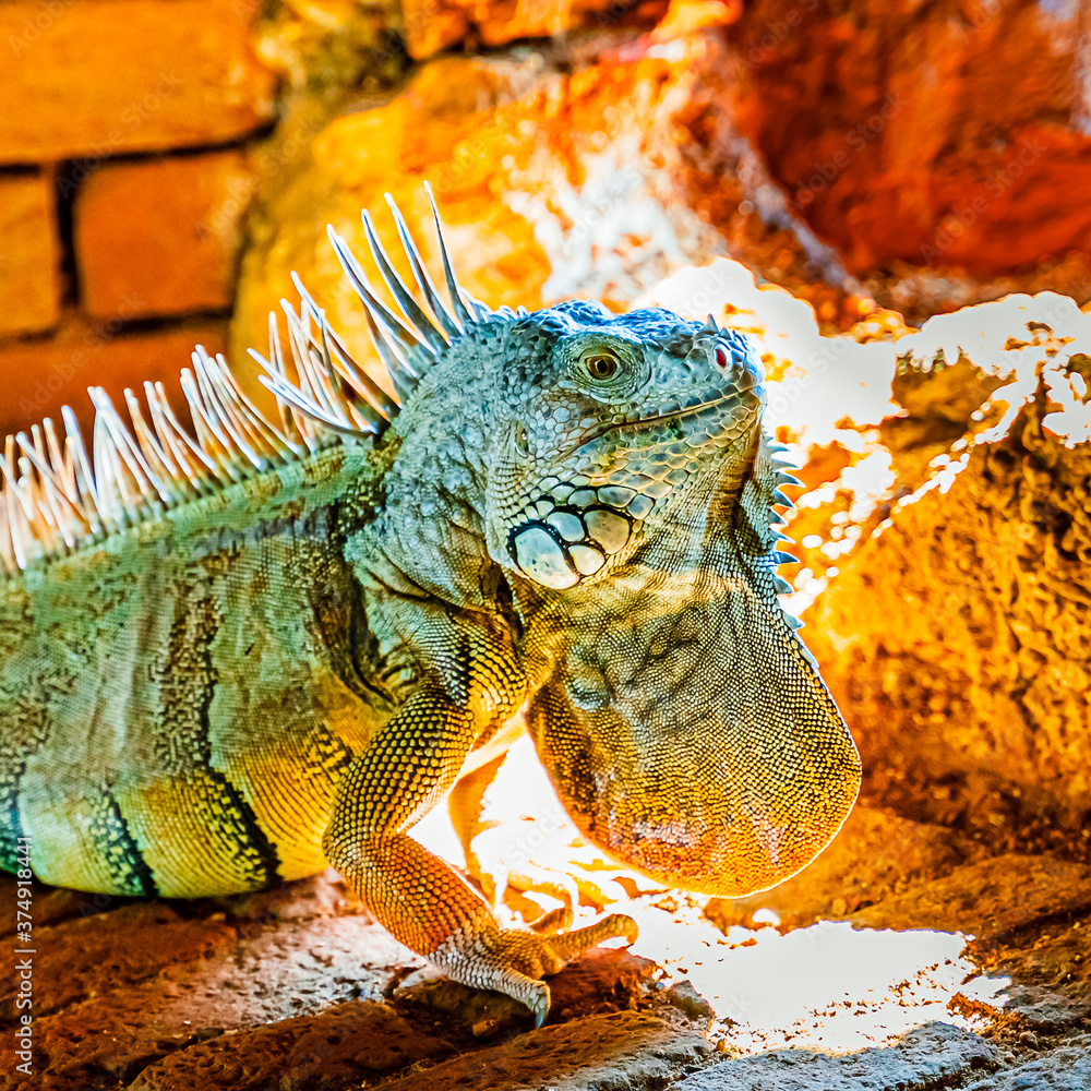 Fototapeta premium Green iguana iguana, also known as the American iguana in the loophole of an ancient fort, the southernmost point of the USA, Key West