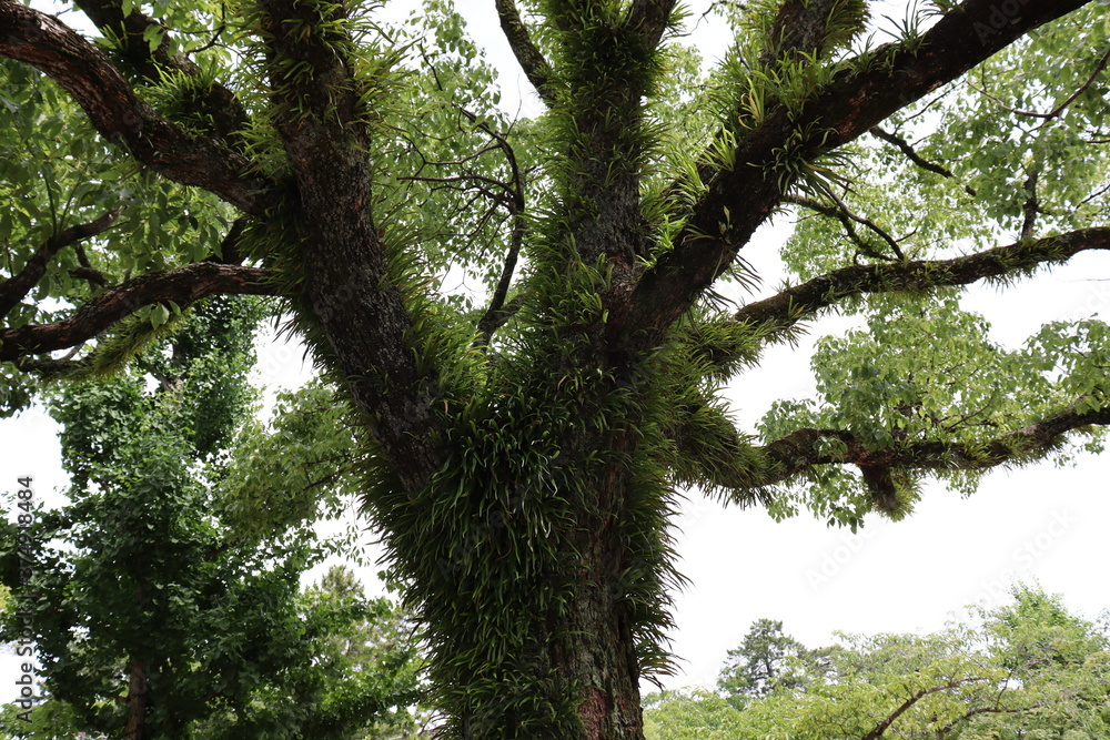 Fototapeta premium 日本の歴史ある樹木