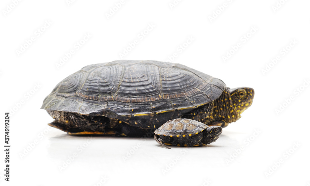 Obraz premium Big and small turtle.