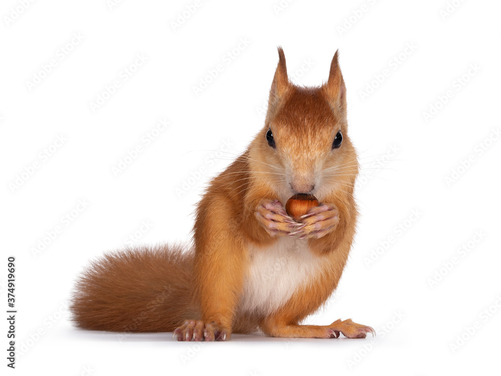 Obraz premium Red Japanese Lis squirrel, sitting facing front, holding a hazel nut in front paws and eating from it. Looking towards camera showing both eyes. Isolated on white background.