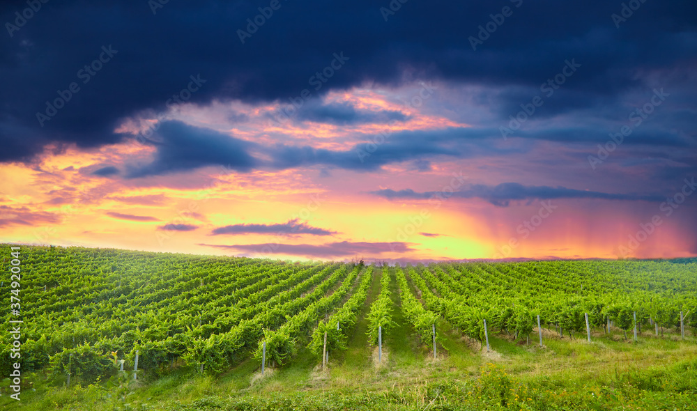 Ripe grapes on vines in Tuscany, Italy. Picturesque winery, vineyard. Sunset warm light. Eco. Sustainable