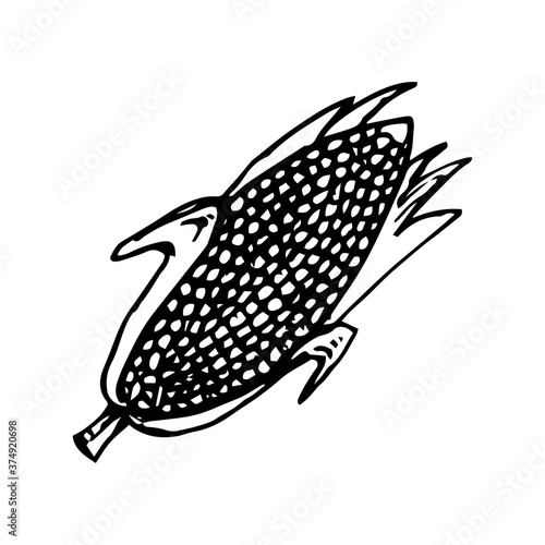 Hand drawn sketch style of corn vegetable
