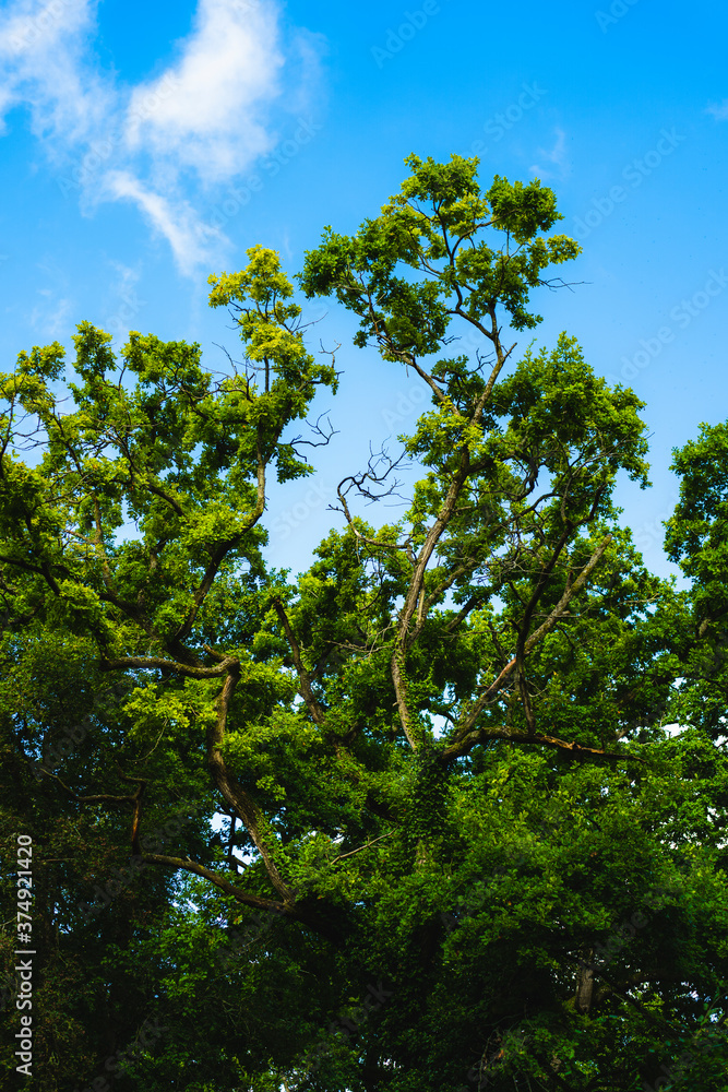 Fototapeta premium green forest and blue sky