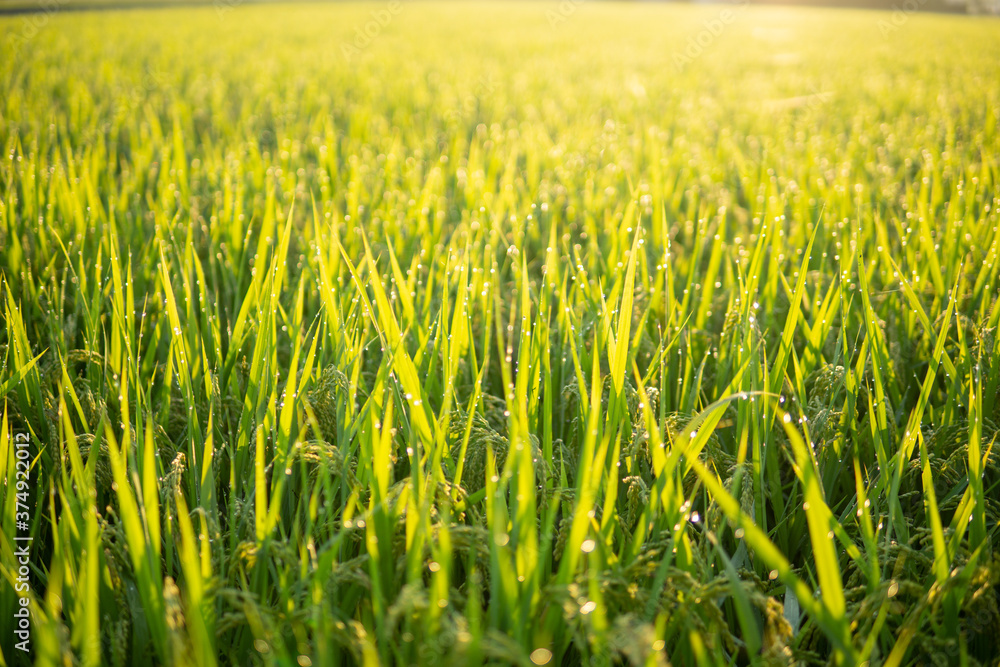 朝露に濡れる稲穂 朝露に濡れる稲穂