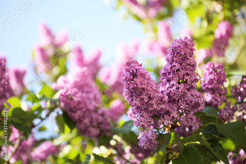 Closeup view of beautiful blossoming lilac shrub outdoors © New Africa