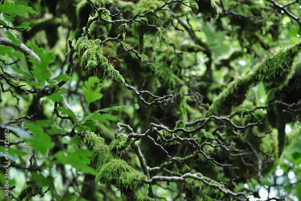 Moss in tree branches (2) Moss in tree branches (2)