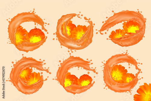 Set flower calendula with water splash. Blooming calendula of six groups for beauty products, teas, perfumes, essential oils and medicines. Set calendula. Fragrant beautiful marigold. Vector.