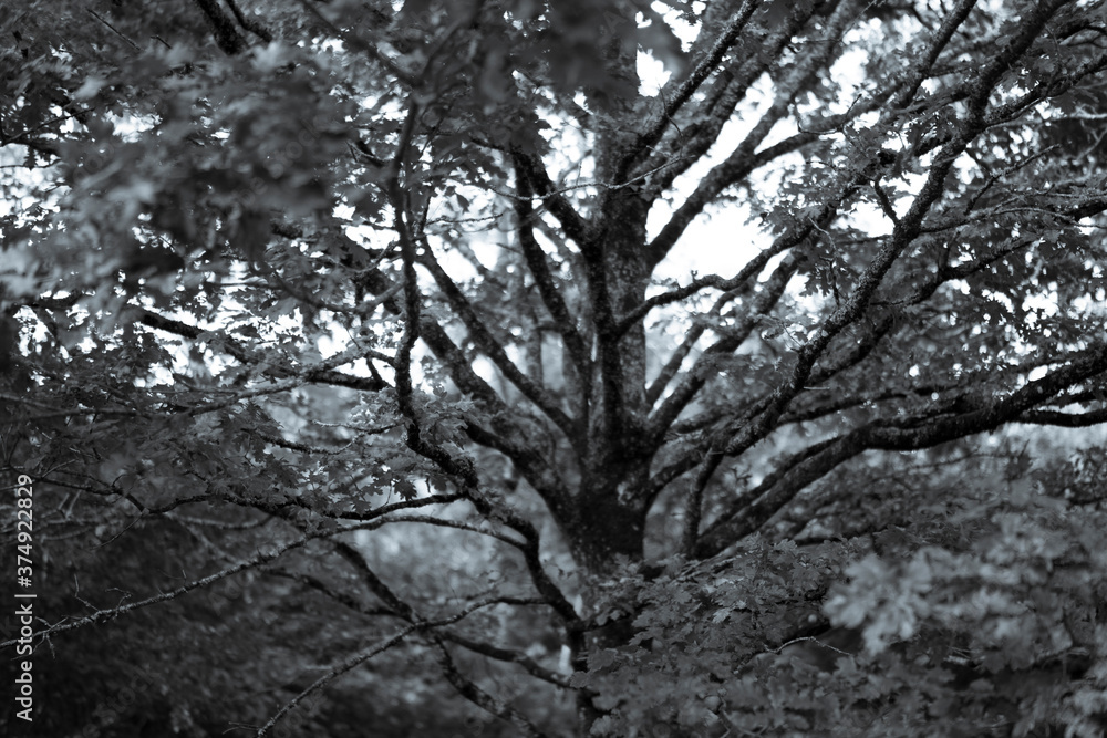creepy tree creepy tree