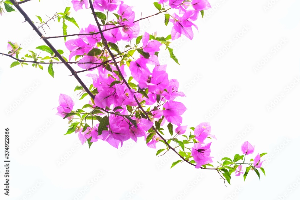 Beautiful bougainvillea flowers isolated on white background 