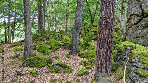 Mossy Rocks in a Late Summer Forest