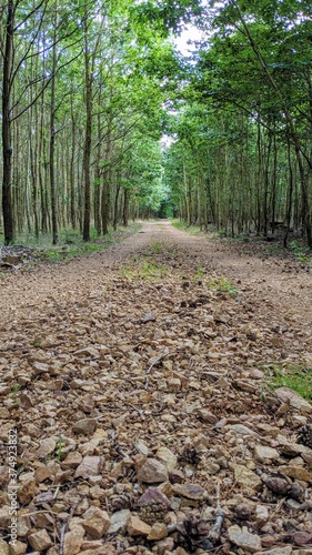 Natural Stony Path lined by Trees in a Beautiful Central European Forest. Background