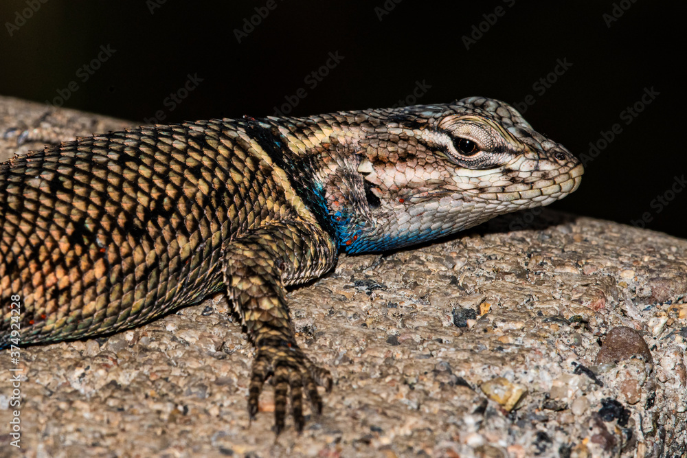 Fototapeta premium Title: Yarrow's Spiny Lizard (Sceloporus jarrovii) Up Close