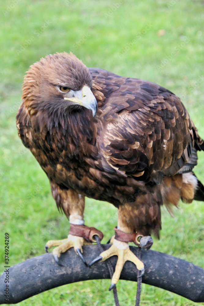 Fototapeta premium A view of a Golden Eagle