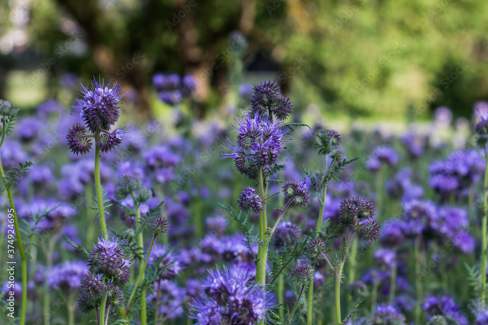 Fototapeta premium Phacelia blooming in the meadow. Beautiful flowers.