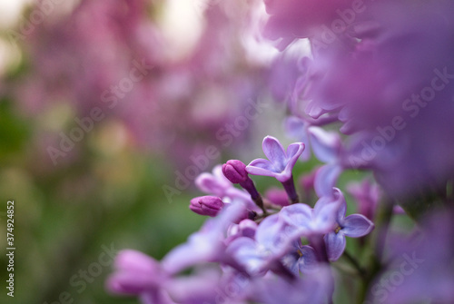 Fototapeta Naklejka Na Ścianę i Meble -  close up of a lilac flower