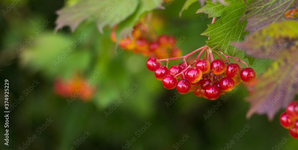 Viburnum red on a blurry green background, banner close-up Viburnum red on a blurry green background, banner close-up