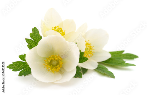 Two white flowers.
