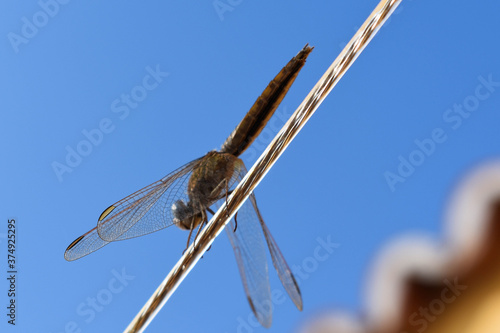 Canvas-taulu Libélula anisoptera