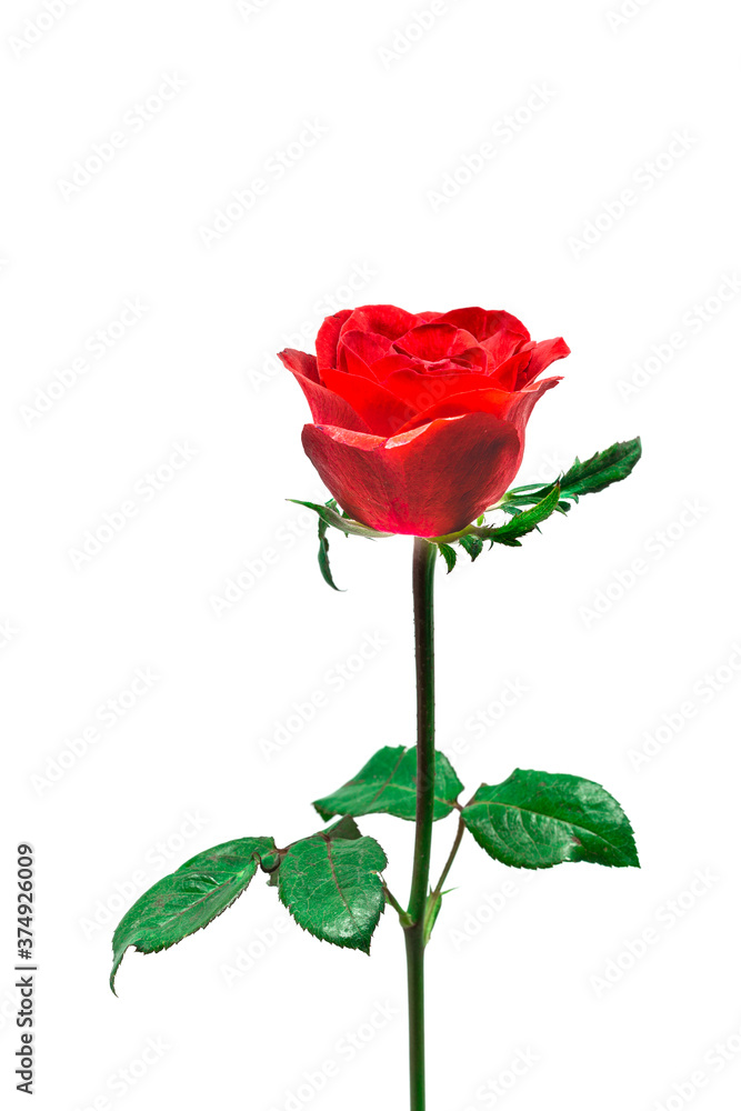 Red rose on a white background. Clipping path Red rose on a white background. Clipping path