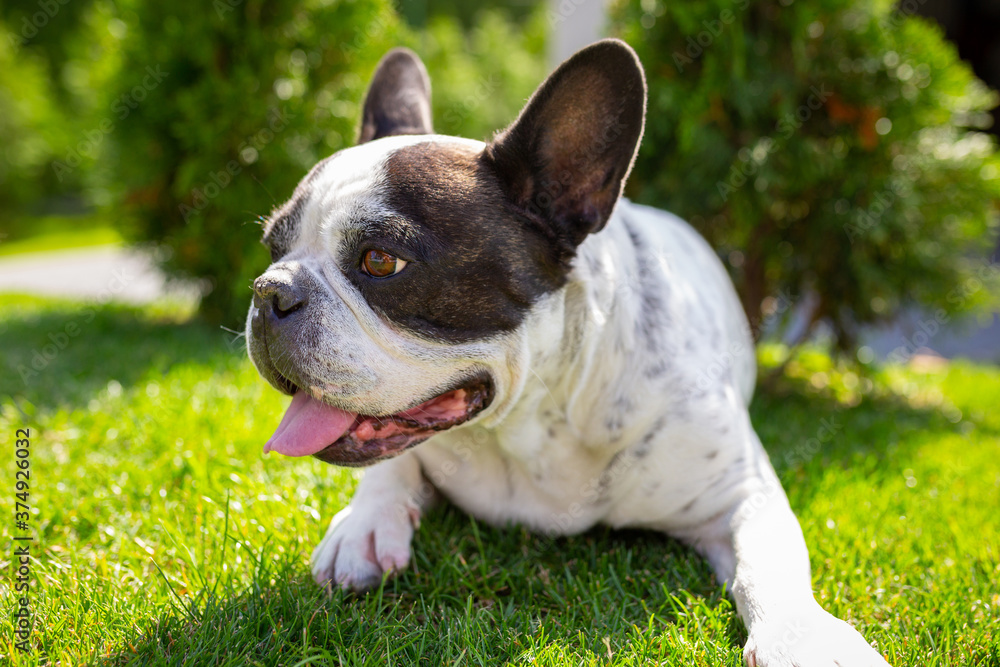 French Bulldog is resting in a sunny garden with a green lawn
