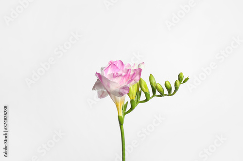 Beautiful blooming pink freesia on light background