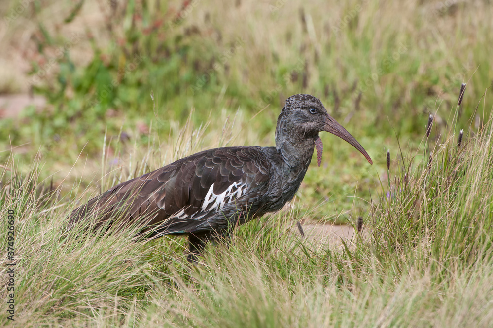 Wattled Ibis (Bostrychia carunculata), Simien mountains national park, Amhara region, North Ethiopia Wattled Ibis (Bostrychia carunculata), Simien mountains national park, Amhara region, North Ethiopia