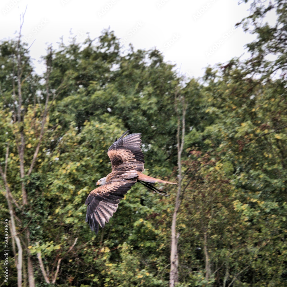 Fototapeta premium A Red Kite in flight