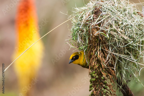 Village weaver (Ploceus cucullatus), Simien mountains national park, Amhara region, North Ethiopia photo