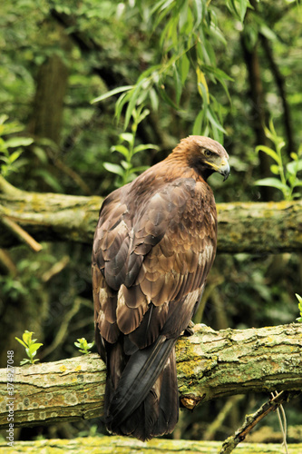 A close up of a Golden Eagle