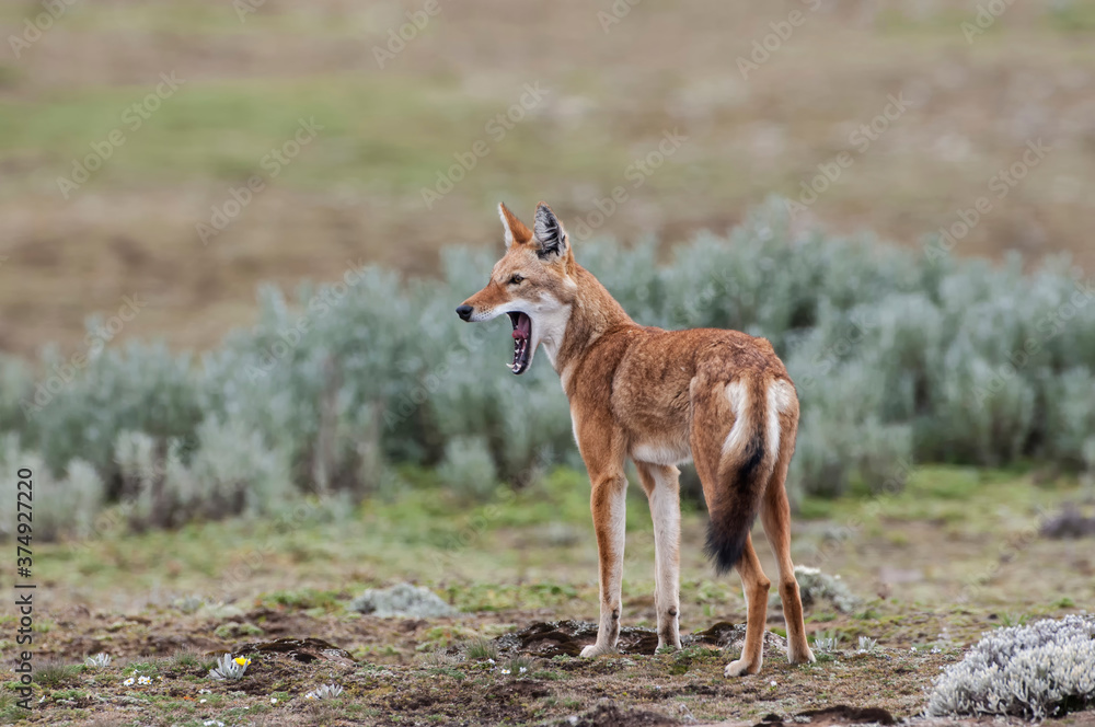Ethiopian Wolf (Canis simensis), Bale mountains national park, Ethiopia Ethiopian Wolf (Canis simensis), Bale mountains national park, Ethiopia