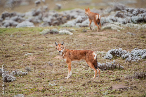 Ethiopian Wolf (Canis simensis), Bale mountains national park, Ethiopia