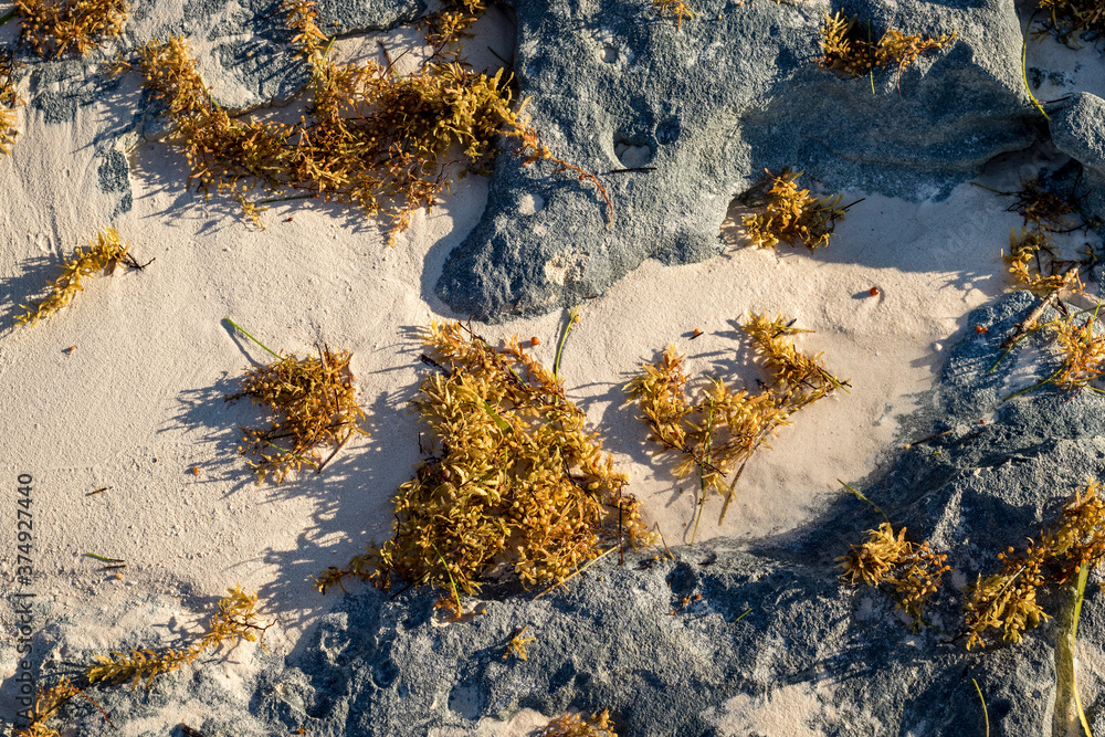 green and yellow seaweed on the yellow sand in the beach of Cuba