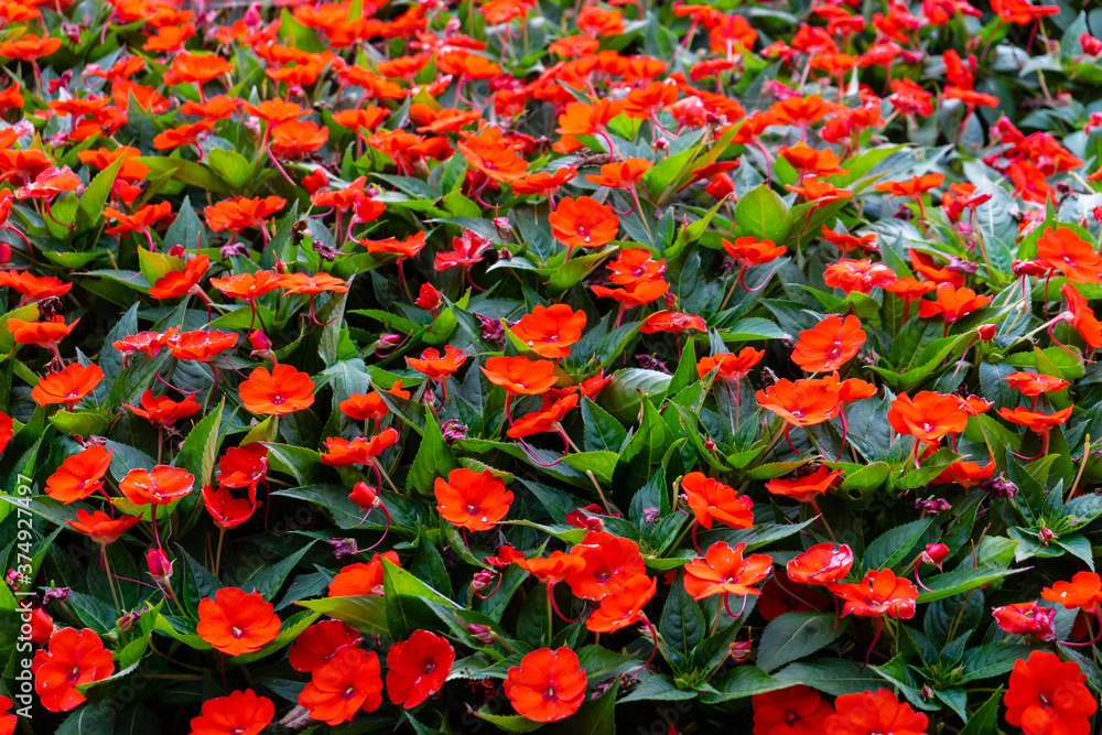Close up with red flowers. Close up with red flowers.
