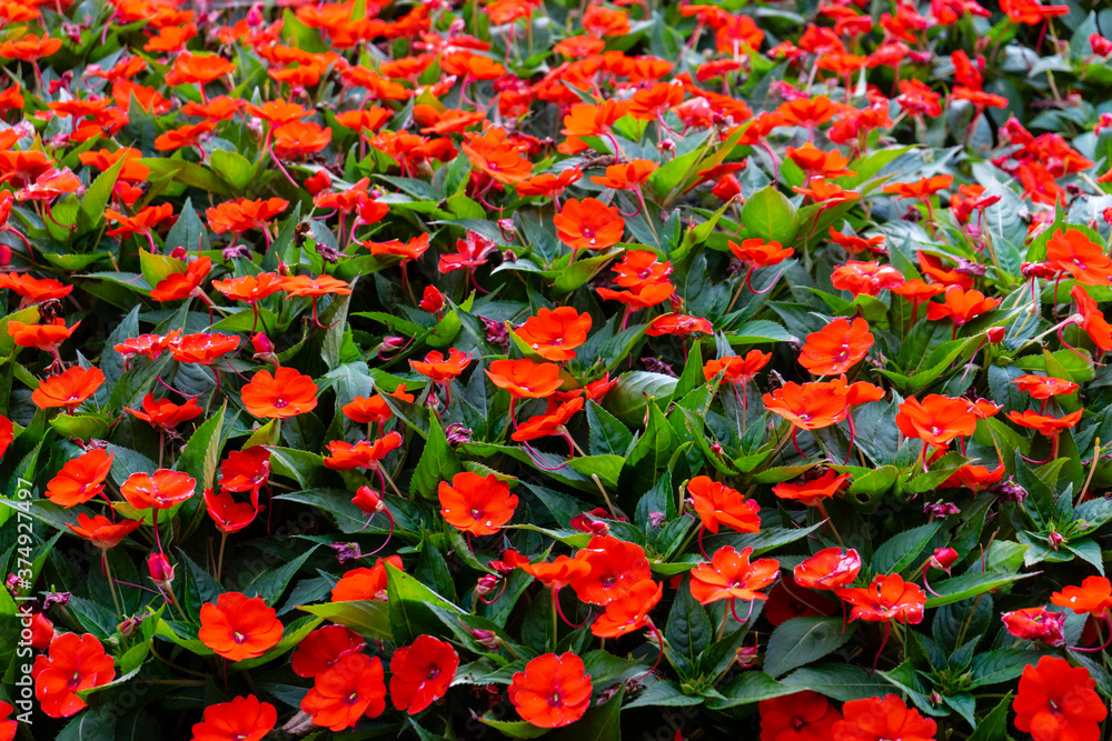 Close up with red flowers.