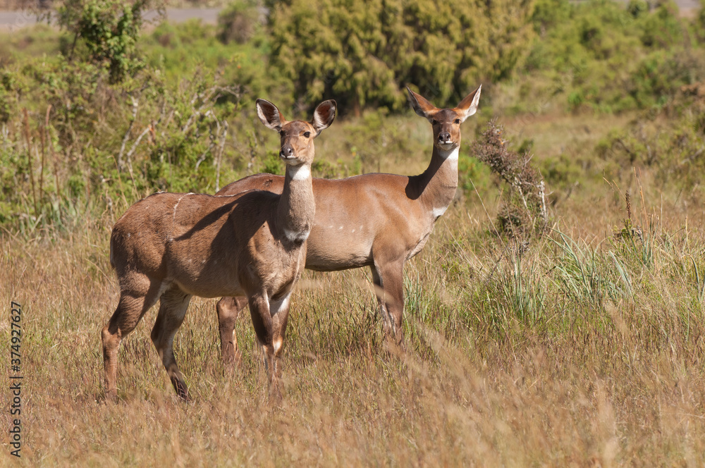 Obraz premium Mountain Nyalas (Tragelaphus buxtoni) or Balbok, Bale Mountains, Ethiopia