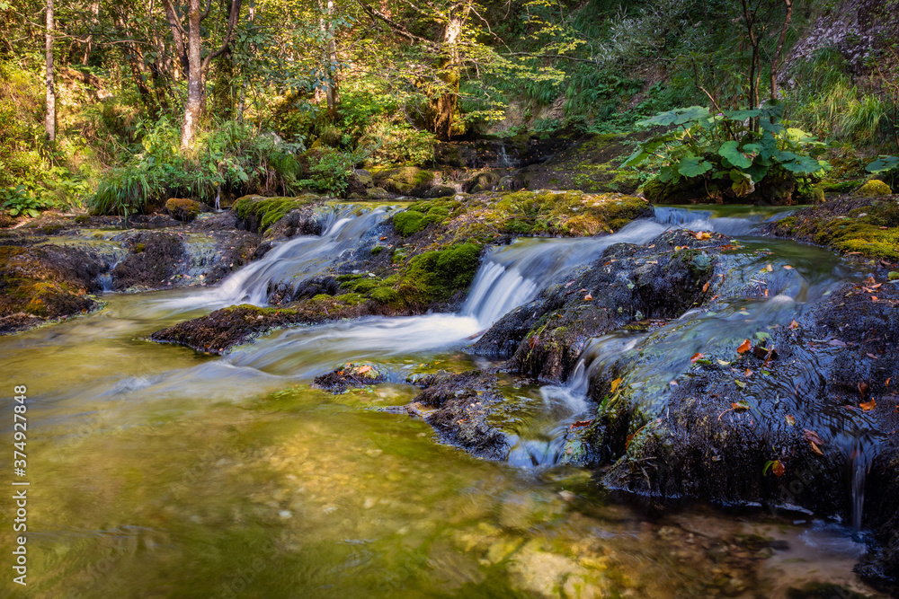 stream in the forest

