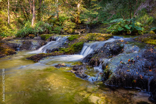 stream in the forest  