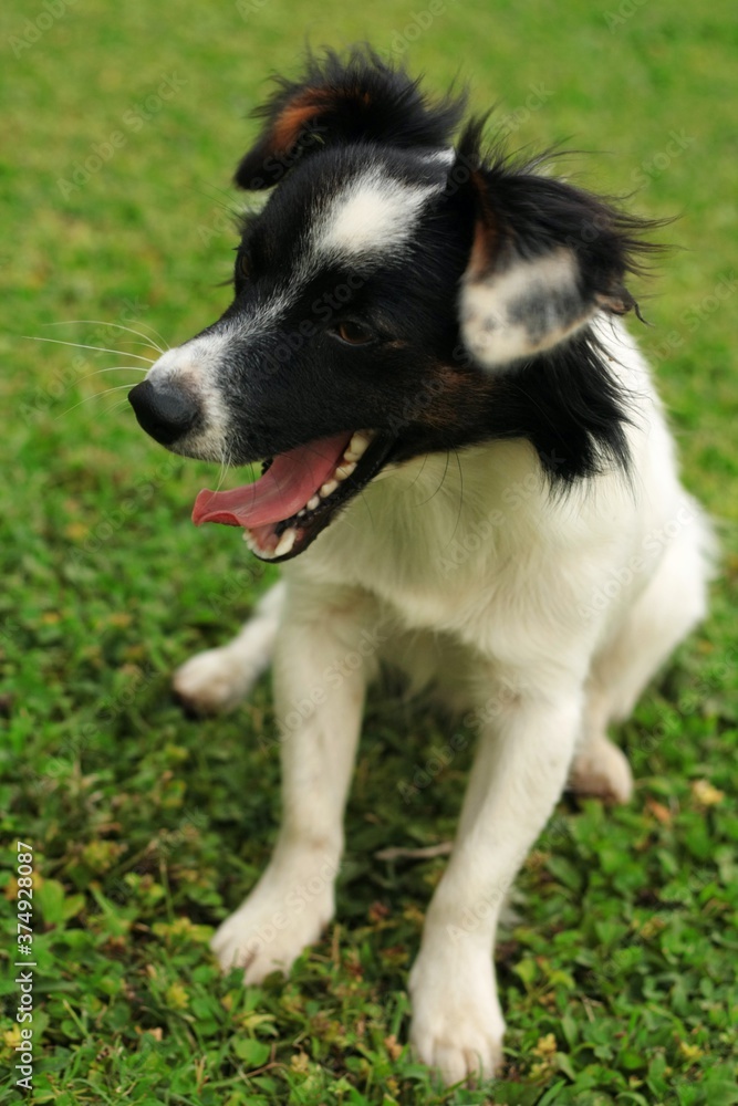 Sbadiglio di un cagnolino bianco e nero sul prato Sbadiglio di un cagnolino bianco e nero sul prato