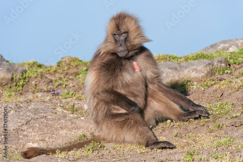 Gelada baboon (Theropithecus Gelada), Simien mountains national park, Amhara region, North Ethiopia